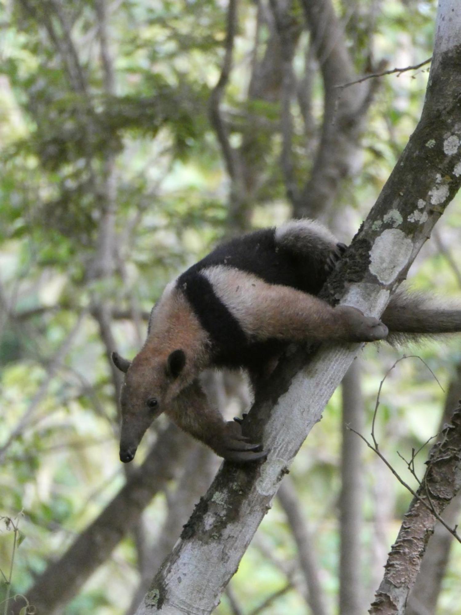 Alouatta Playa Coyote Pansiyon San Francisco de Coyote Dış mekan fotoğraf