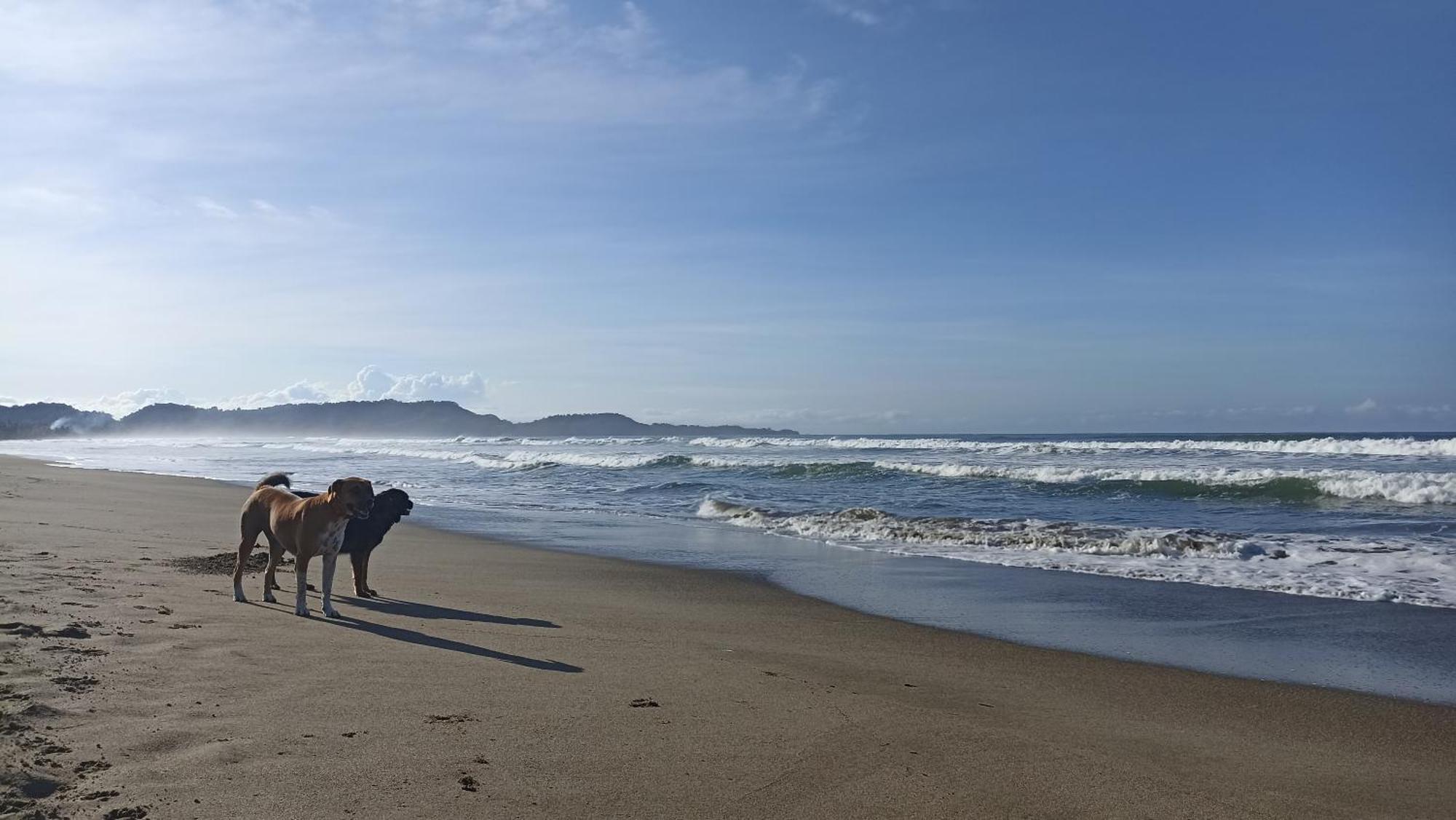 Alouatta Playa Coyote Pansiyon San Francisco de Coyote Dış mekan fotoğraf