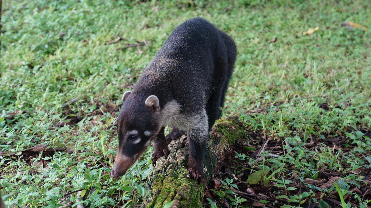 Alouatta Playa Coyote Pansiyon San Francisco de Coyote Dış mekan fotoğraf