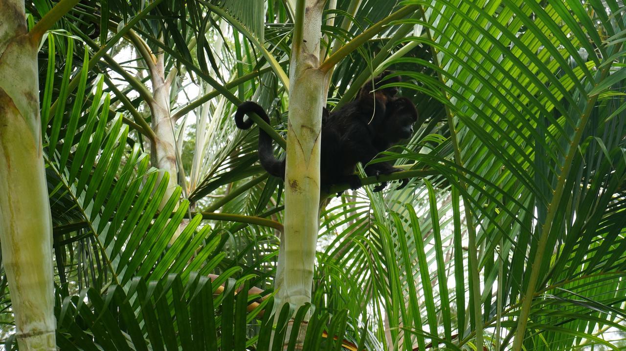 Alouatta Playa Coyote Pansiyon San Francisco de Coyote Dış mekan fotoğraf